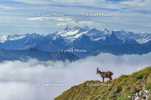 Switzerland, Lucerne, Mount Pilatus,Ibex and Bernese alps (m) [AWL110002592]
