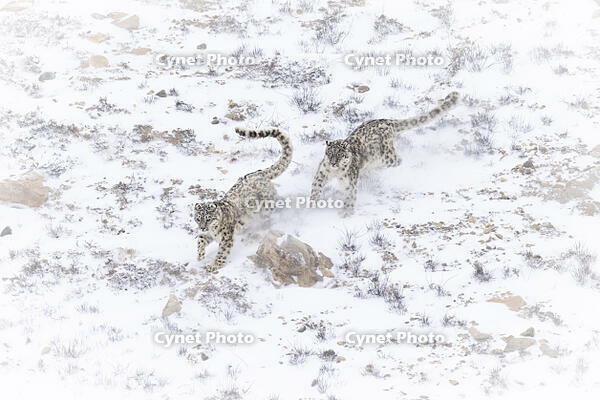 Snow leopard brothers in Spiti Valley, Himachal Pradesh, India [AWL110002598]