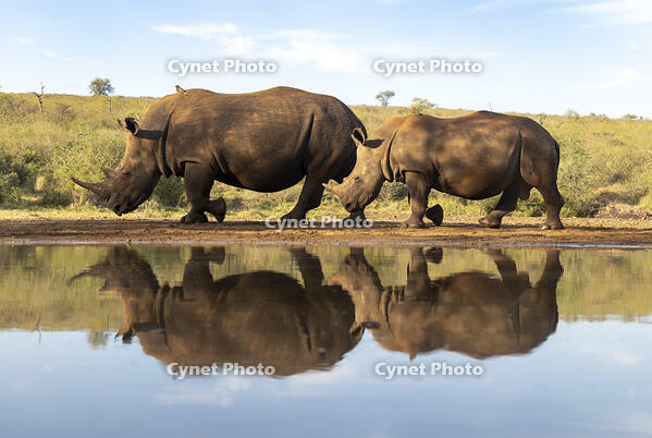 White rhinoceros mother and calf at waterhole, Zimanga Private Game Reserve, KwaZulu-Natal, South Africa [AWL110002599]