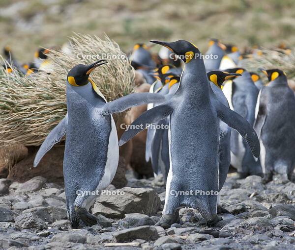 King penguins at Right Whale Bay near the northeast tip of South Georgia. [AWL110002600]
