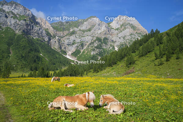 Alp with horses, HochweiÃŸstein (Monte Peralba) area, Carnic alps, Carinthia, Austria [AWL110002602]
