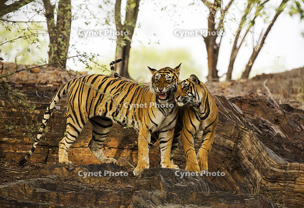 India, Rajasthan, Ranthambore. [AWL110002604]