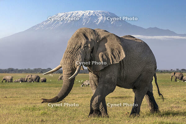 Kenya, Amboseli, Kajiado County.   [AWL110002605]
