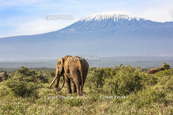 Kenya, Tawi Conservancy, Kajidado County.  [AWL110002606]