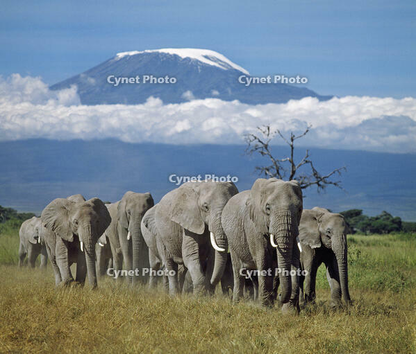 A herd of elephants with Mount Kilimanjaro in the background. [AWL110002607]