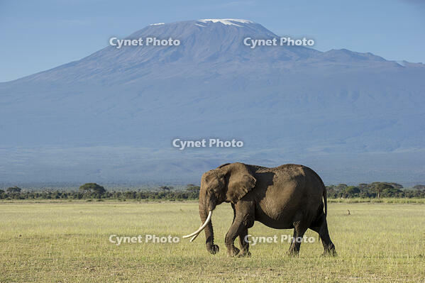 Elephants and Mount Kilimanjaro, Amboseli, Kenya [AWL110002609]
