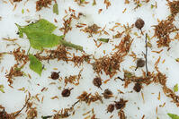 八甲田山のブナ林kのブナの実と残雪 [GMA110011360]