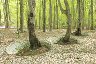 八甲田山の新緑のブナ林の根開きと残雪 [GMA110011361]