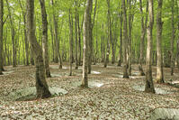 八甲田山の新緑のブナ林と残雪 [GMA110011362]