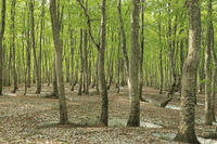 八甲田山の新緑のブナ林と残雪 [GMA110011363]