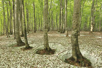 八甲田山の新緑のブナ林の根開きと残雪 [GMA110011364]