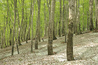 八甲田山の新緑のブナ林と残雪 [GMA110011365]