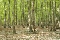 八甲田山の新緑のブナ林と残雪 [GMA110011366]