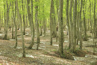 八甲田山の新緑のブナ林と残雪 [GMA110011369]