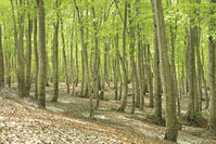 八甲田山の新緑のブナ林と残雪 [GMA110011370]