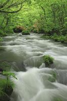 新緑の奥入瀬 [GMA110011371]