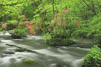 ヤマツツジ咲く新緑の奥入瀬 [GMA110011375]