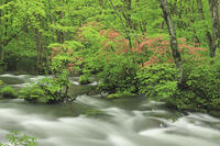 ヤマツツジ咲く新緑の奥入瀬 [GMA110011377]