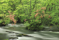 ヤマツツジ咲く新緑の奥入瀬 [GMA110011379]