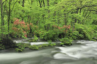 ヤマツツジ咲く新緑の奥入瀬 [GMA110011380]