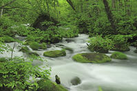 新緑の奥入瀬 [GMA110011381]