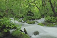 新緑の奥入瀬 [GMA110011383]