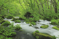 新緑の奥入瀬 [GMA110011384]
