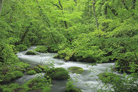 新緑の奥入瀬 [GMA110011388]