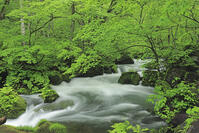 新緑の奥入瀬 [GMA110011389]