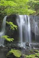 新緑の達沢不動滝 [GMA110011419]