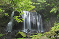 新緑の達沢不動滝 [GMA110011424]