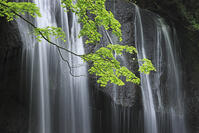 新緑の達沢不動滝 [GMA110011425]