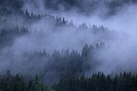 霧の只見川沿いの森 [GMA110011437]