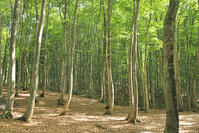 美人林の新緑のブナ [GMA110011471]