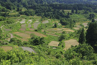 星峠の棚田 [GMA110011473]