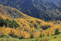 志賀高原のカラ松の紅葉 [GMA110011687]