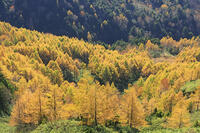 志賀高原のカラ松の紅葉 [GMA110011688]