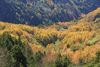 志賀高原のカラ松の紅葉 [GMA110011689]