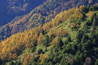 志賀高原のカラ松の紅葉 [GMA110011690]