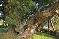 小豆島の宝生院のシンパク [GMA110011728]