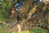 小豆島の宝生院のシンパク [GMA110011729]
