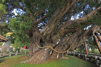 小豆島の宝生院のシンパク [GMA110011730]