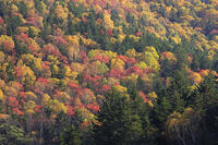 三国峠の紅葉 [GMA110011756]
