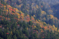 三国峠の紅葉 [GMA110011760]