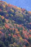 三国峠の紅葉 [GMA110011764]