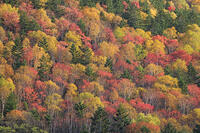 三国峠の紅葉 [GMA110011766]