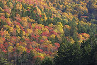 三国峠の紅葉 [GMA110011767]