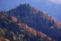 三国峠の紅葉 [GMA110011768]