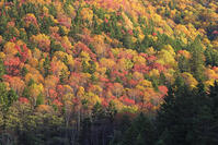 三国峠の紅葉 [GMA110011769]