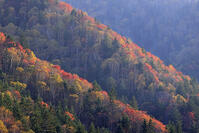 三国峠の紅葉 [GMA110011771]